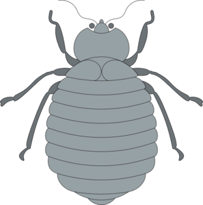 Gray Beetle Clip Art